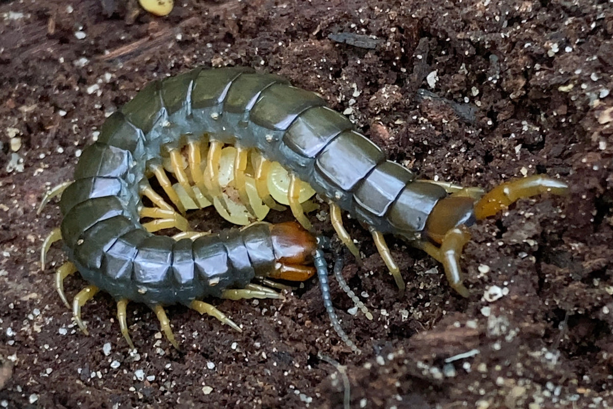 Westwood's Green Centipede (Cormocephalus westwoodi)