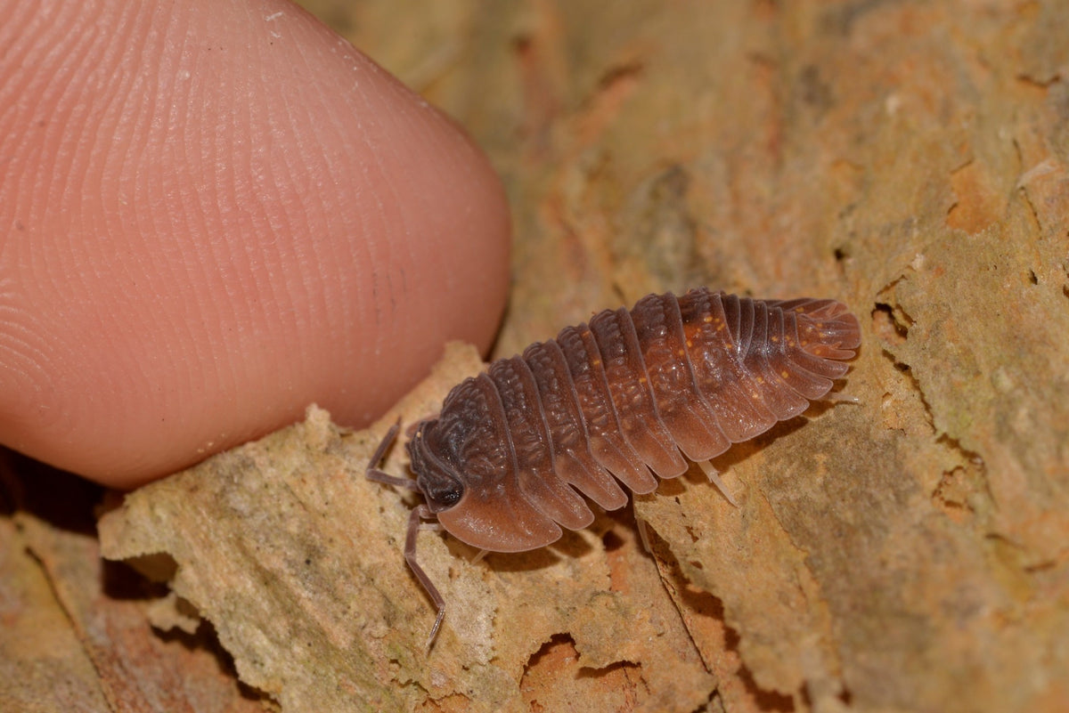 Bi-Colour Merloned Isopod (Merulana Bicarinata)