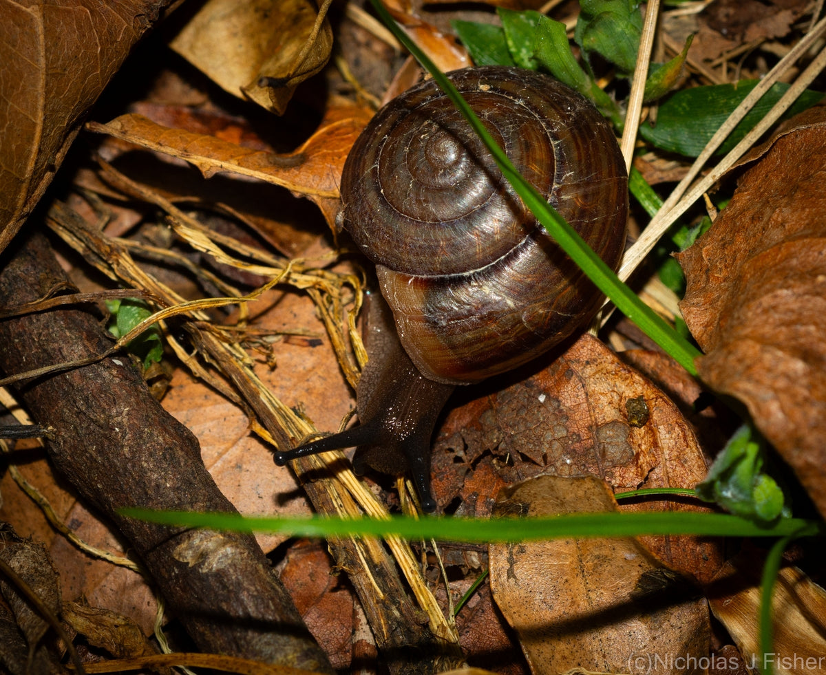 Fraser's Banded Snail (Sphaerospira fraseri)-thumbmail-2