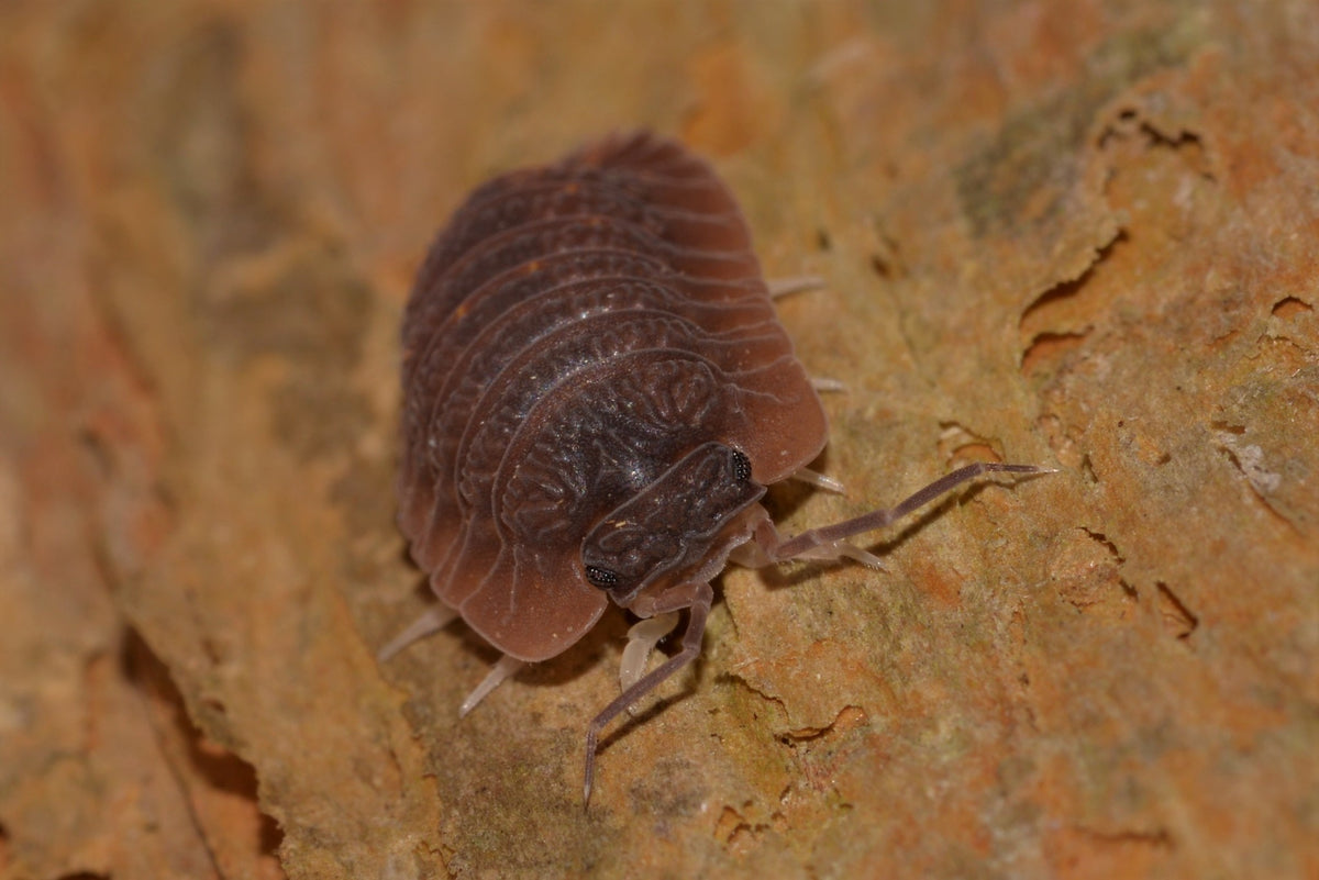 Bi-Colour Merloned Isopod (Merulana Bicarinata)-thumbmail-2