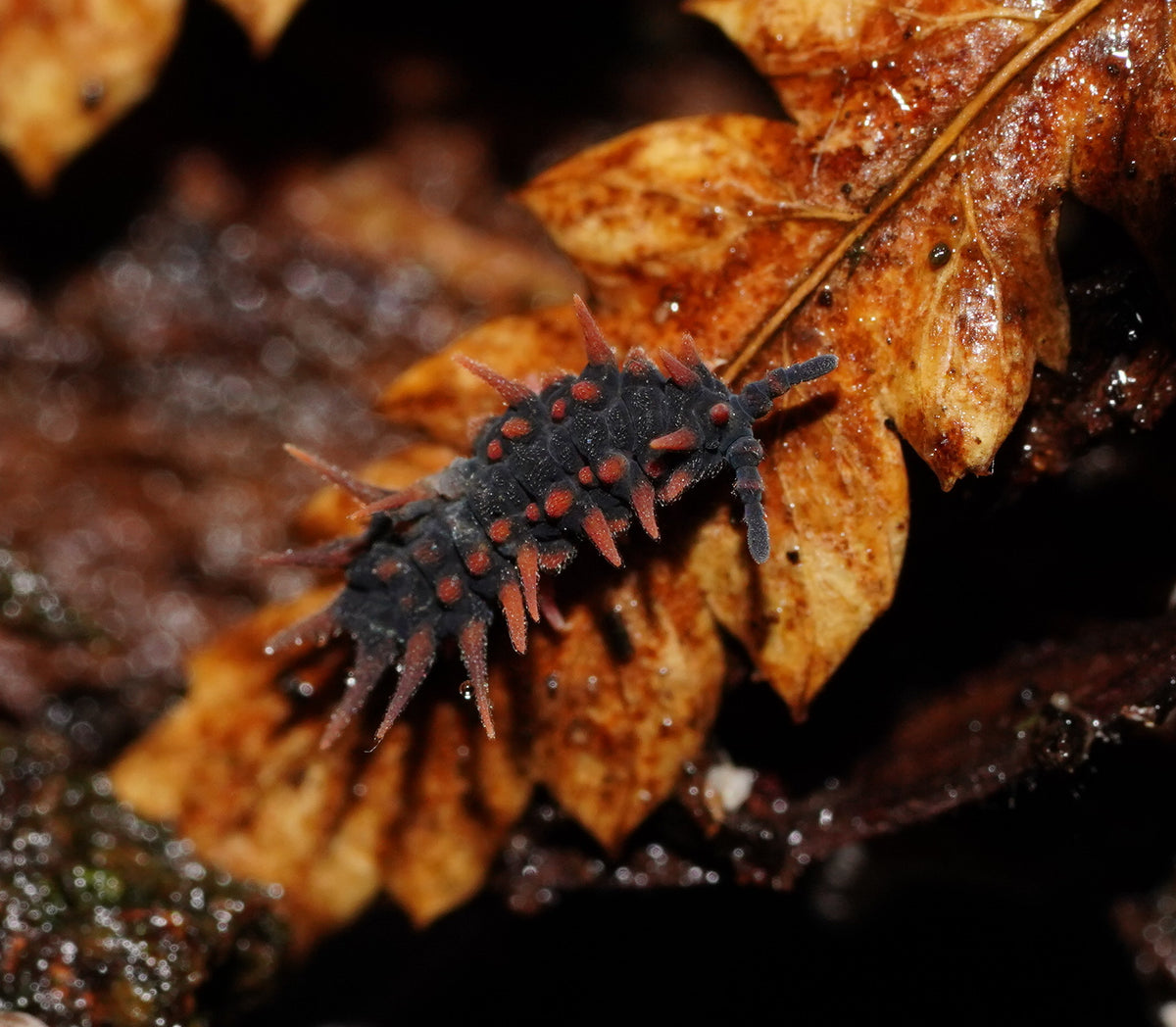 Dragon Springtails Genus Womersleymeria)-thumbmail-2