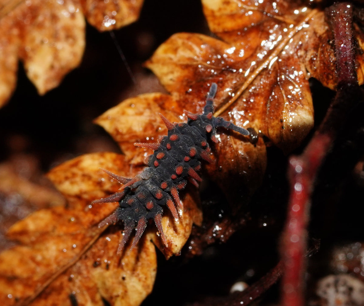 Dragon Springtails Genus Womersleymeria)