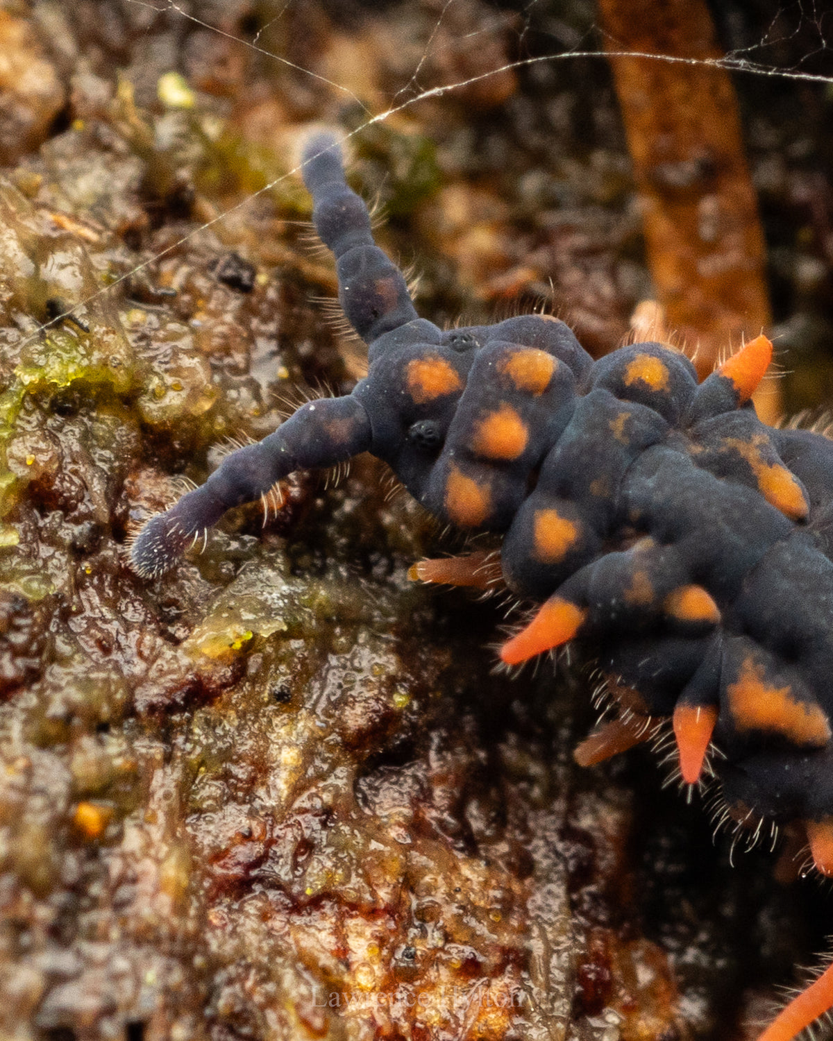 Dragon Springtails Genus Womersleymeria)-thumbmail-4