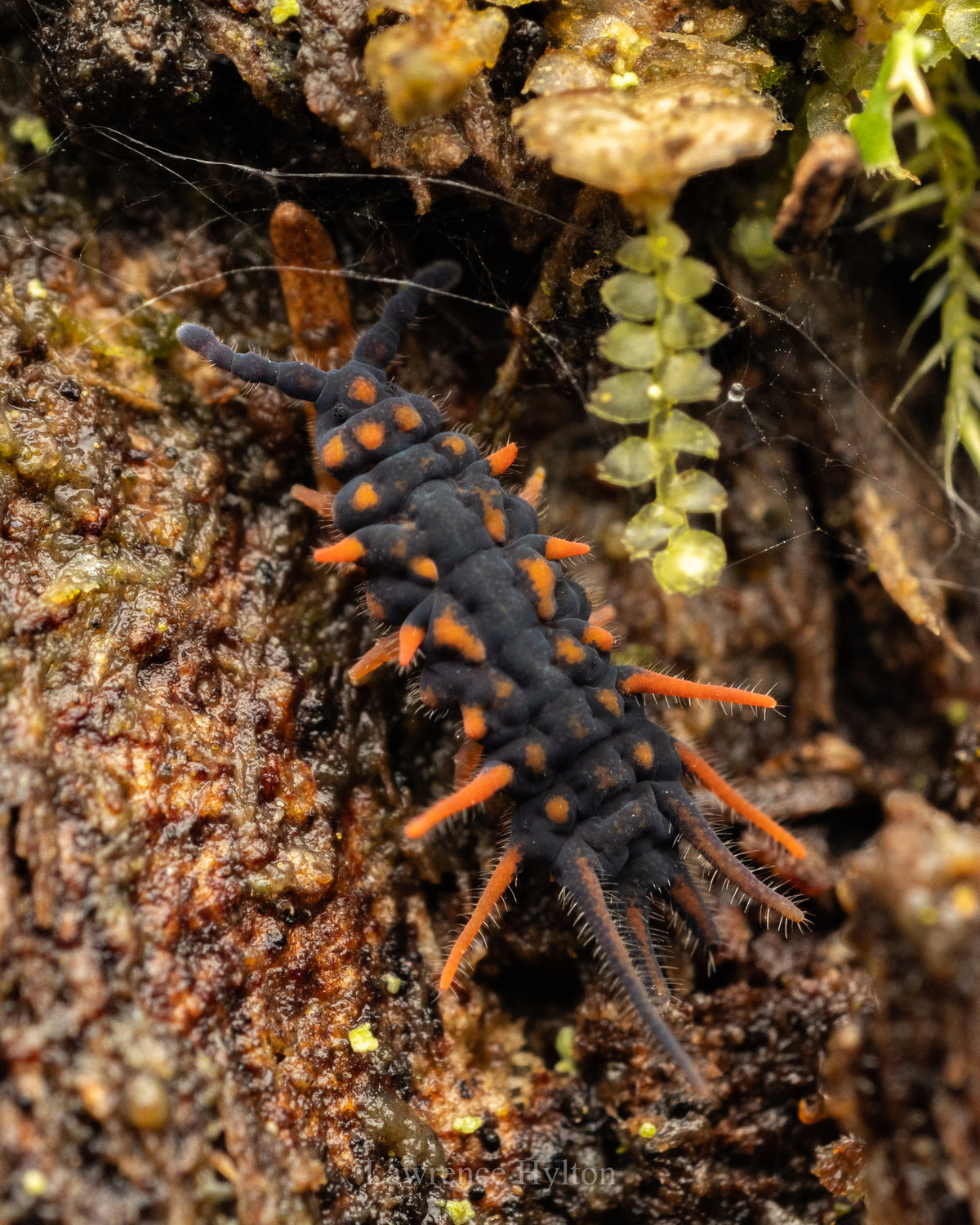 Dragon Springtails Genus Womersleymeria)-thumbmail-3