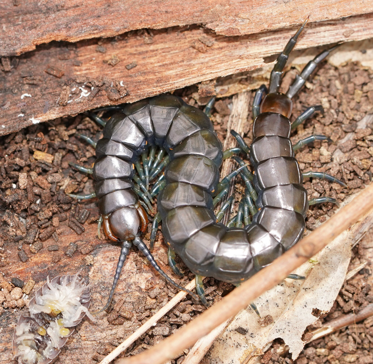 Blue Legged Centipede (Rhysida nuda)