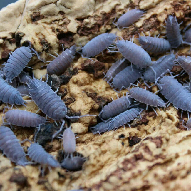 Powder Blue Isopods (Porcellionides pruinosus)