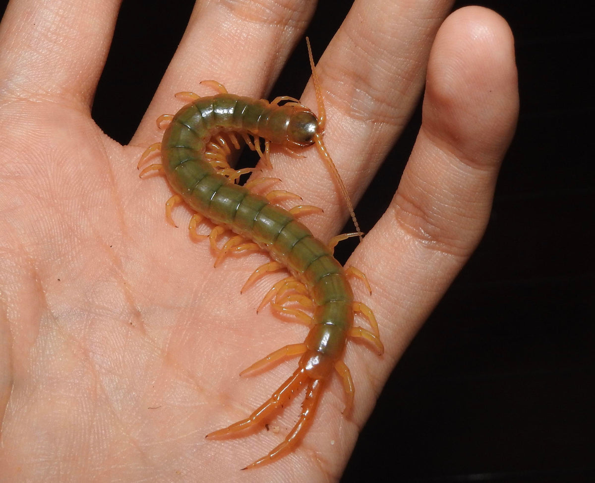 Giant Australasian Centipede (Ethmostigmus rubripes)-thumbmail-4