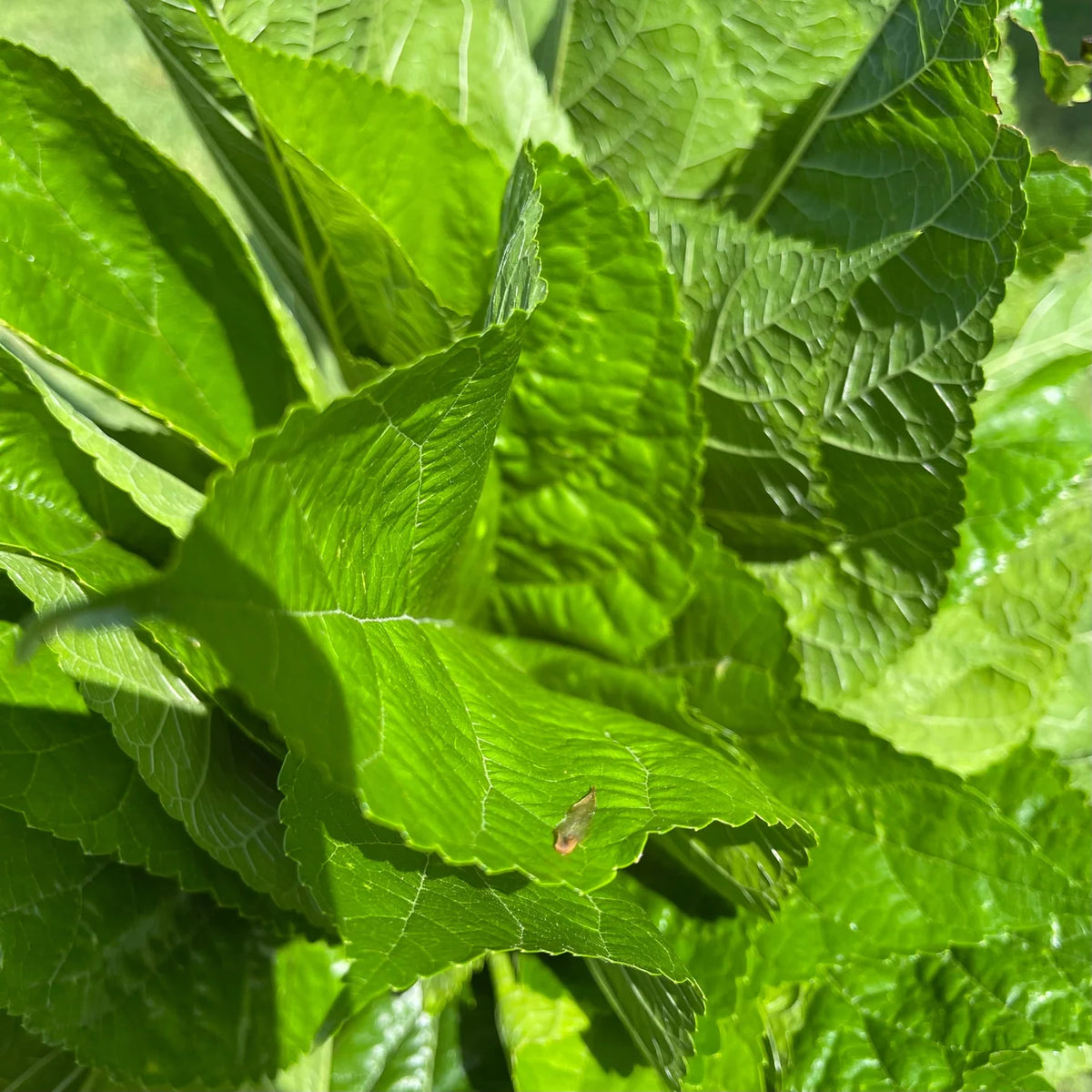 Mulberry Leaf (Morus alba)