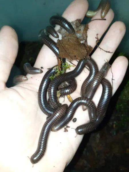 Round-backed Millipedes (Juliformia sp.)-thumbmail-3