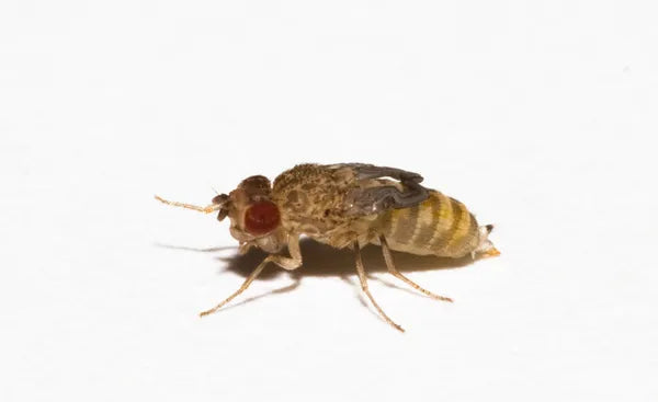 Flightless Fruit Fly Culture (Drosophila melanogaster)