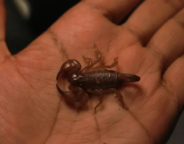Coastal Burrowing Scorpion (Urodacus novaehollandiae)