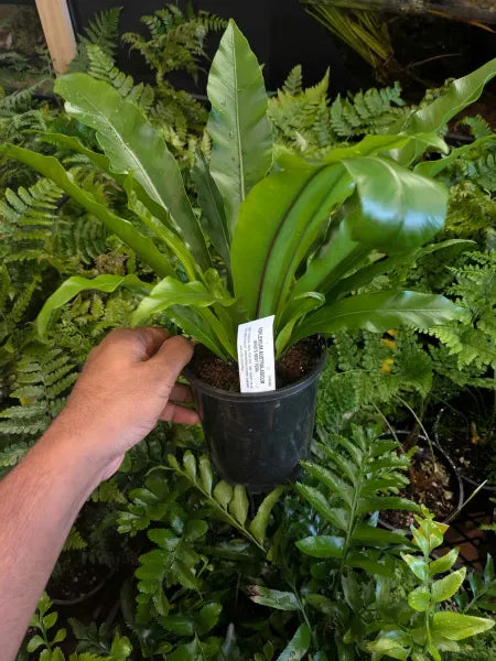 Australian Birds Nest Fern (Asplenium australasicum)