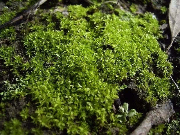 Assorted Moss