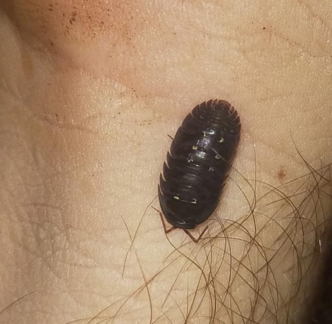 Australian Marmorated Reclined Isopod (Cubaris sp. marmorata)
